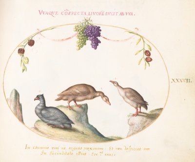 Tafel 42: Zwei graue Gänse mit einem dritten Vogel und hängenden Trauben von Joris Hoefnagel