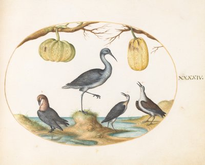 Tafel 44: Uferschnepfe(?) und Strandläufer mit zwei Kürbissen von Joris Hoefnagel