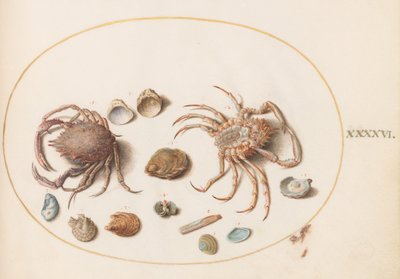  von Joris Hoefnagel