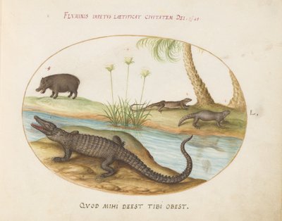 Tafel 50: Ein Krokodil(?), ein Nilpferd(?) und zwei Eidechsen mit einer Papyruspflanze von Joris Hoefnagel