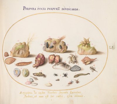 Tafel 51: Murex-Weichtiere, Muscheln, Einsiedlerkrebse, eine Nacktschnecke, Insekten und anderes Meeresleben von Joris Hoefnagel