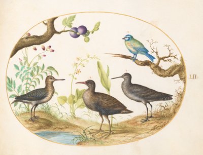 Tafel 52: Blaumeise mit drei Watvögeln und einem Feigenbaum von Joris Hoefnagel