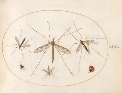Tafel 57: Ein Marienkäfer, eine Fliege und vier andere Insekten von Joris Hoefnagel