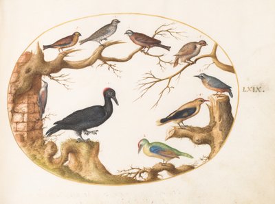 Tafel 69: Schwarzspecht, Europäischer Grünspecht, Kleiber und andere Vögel von Joris Hoefnagel
