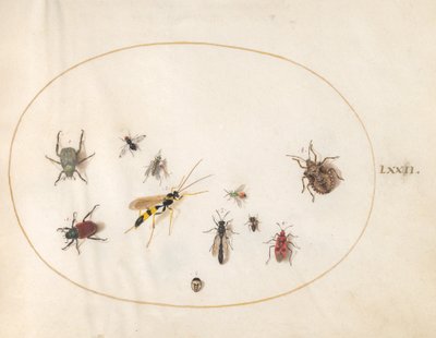 Teller 72: Schildkäfer, Zimtwanze, Wespe und andere Insekten von Joris Hoefnagel