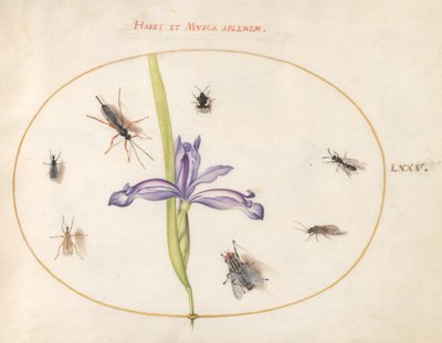 Tafel 75: Eine Fliege und andere Insekten mit einer Iris von Joris Hoefnagel