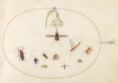 Tafel 77: Gefleckter Wollschweber mit einer weißen Blume, einer Eintagsfliege, einem blauen Rüsselkäfer und anderen Insekten von Joris Hoefnagel