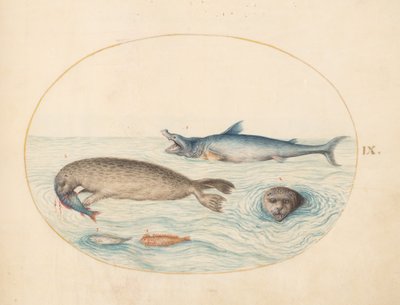 Tafel 9: Ein großer Weißer Hai (?), zwei Robben und zwei Fische von Joris Hoefnagel