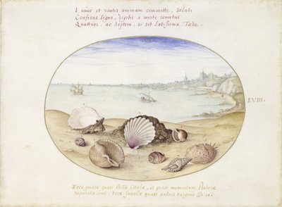 Muscheln und Blick auf Cádiz von Joris Hoefnagel