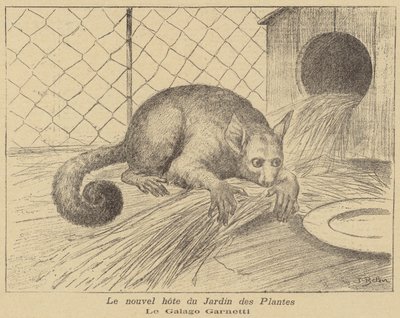 Garnetts Galago, neuer Bewohner des Jardin des Plantes von Jose Belon