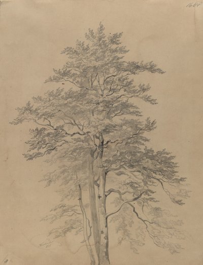 Baumstudie von Josef Kriehuber