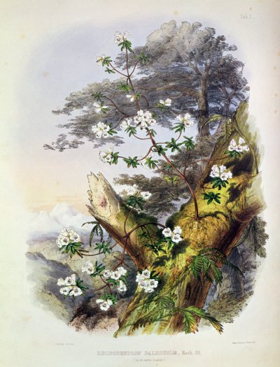 Rhododendron: Dalhousie, Zeichnung aus 