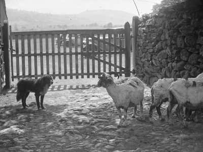 Hund beobachtet geschorene Schafe von Joseph Hardman