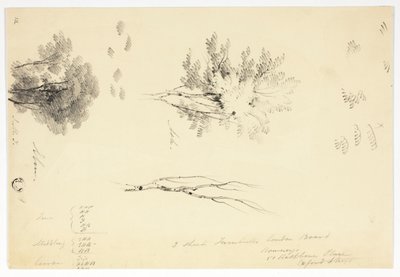 Skizzen von Ulmen und Eschen von Joseph Mallord William Turner