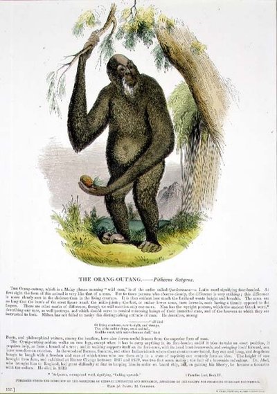 Der Orang-Utan (Pithecus satyrus) von Josiah Wood Whymper