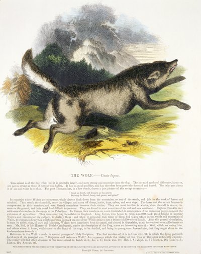 Der Wolf (Canis lupus) von Josiah Wood Whymper