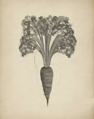 Botanische Karottenzeichnung von Josie George