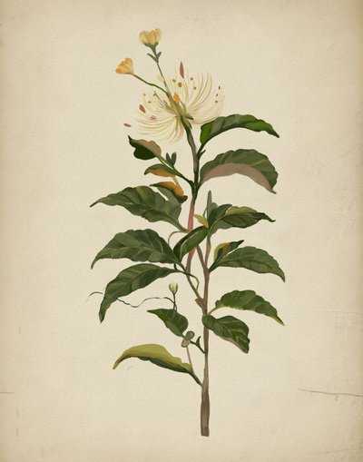 Elegante Botanische Blüte von Josie George