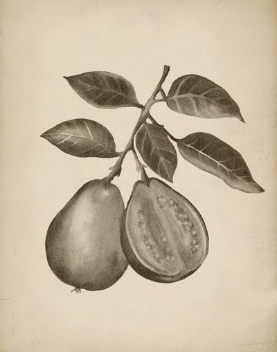 Guave Botanische Studie von Josie George