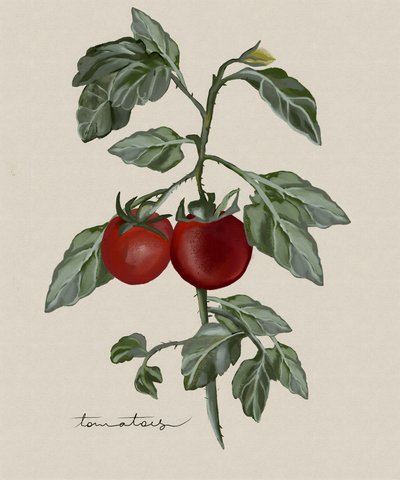 Reife Tomaten am Weinstock von Josie George