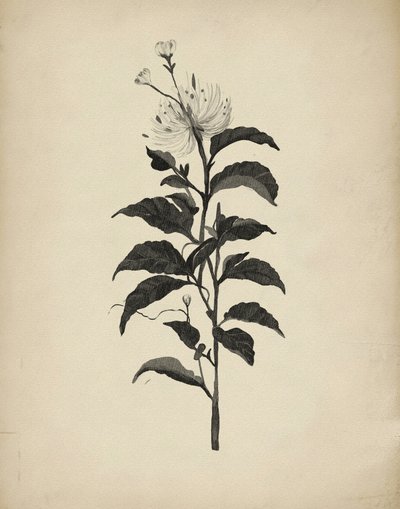 Vintage Botanische Illustration von Josie George