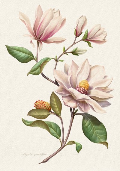 Errötende Magnolienblüten von Juan Hernaz