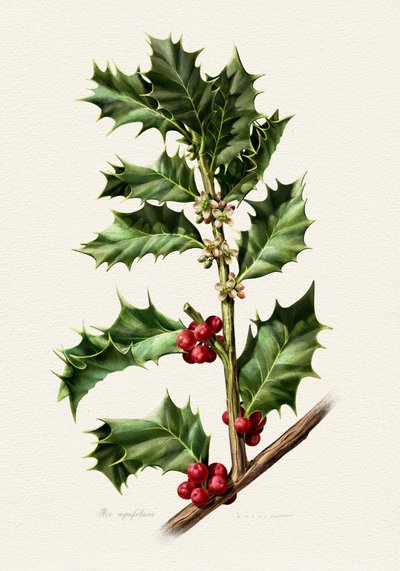 Festliche Stechpalmenbeeren von Juan Hernaz