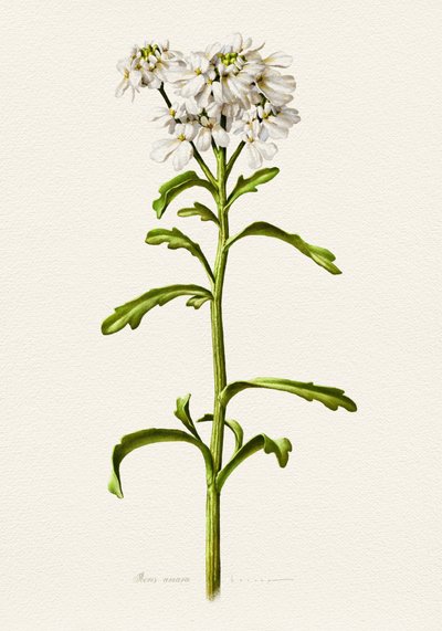 Weiße Schleifenblume von Juan Hernaz