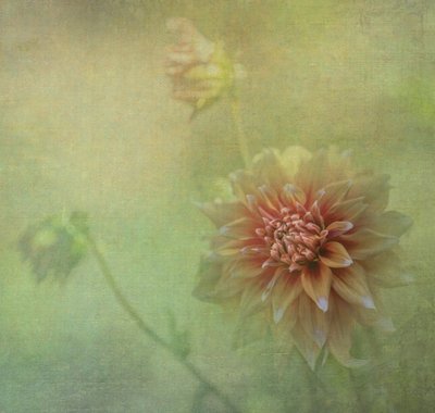 Träumende Dahlienblüte von Judy Tseng