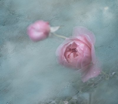Träumende Rosa Rosen von Judy Tseng