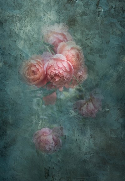 Sanfte Stimmungsvolle Rosen von Judy Tseng