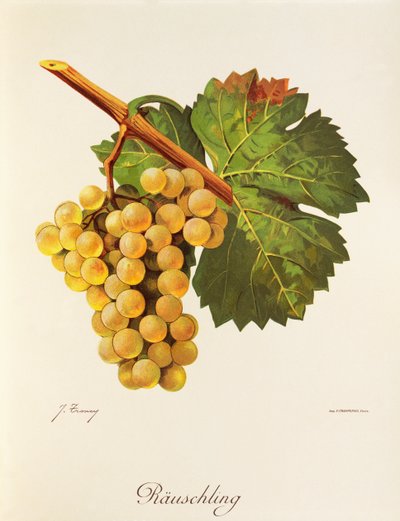 Räuschling-Traube von Jules Troncy