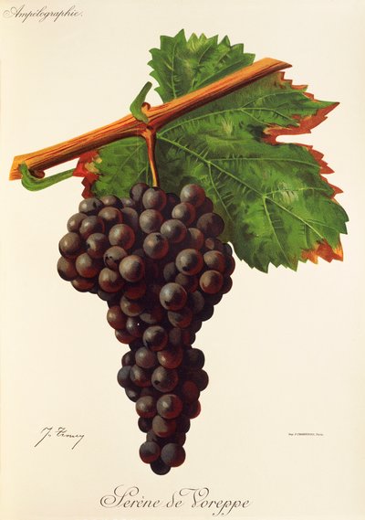 Serene de Voreppe Traube von Jules Troncy