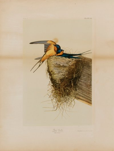 Rauchschwalbe von Julius Bien
