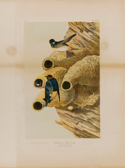 Klippen-Schwalben von Julius Bien