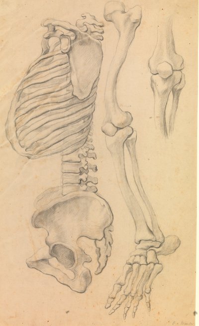 Wirbelsäule mit Brustkorb und Becken, Profil nach links; außerdem Knochen eines linken Beins von der Hüfte bis zur Zehenspitze und Detail eines Knies. (1662?) von Karel van III Mander