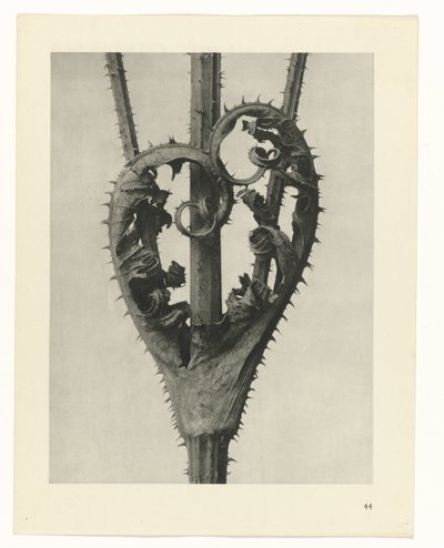 Pflanzenstudien Urformen der Kunst: fotografische Pflanzenbilder (Serientitel) von Karl Blossfeldt
