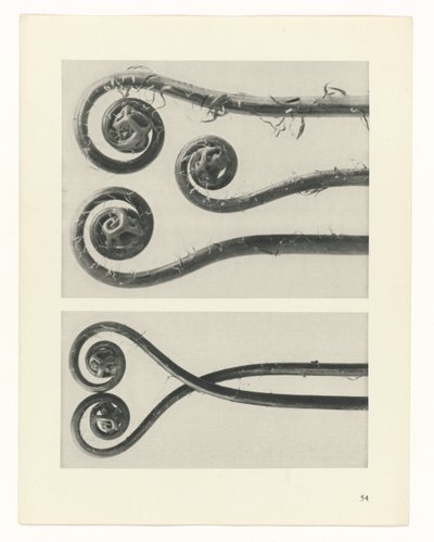 Pflanzenstudie (Urformen der Kunst) von Karl Blossfeldt