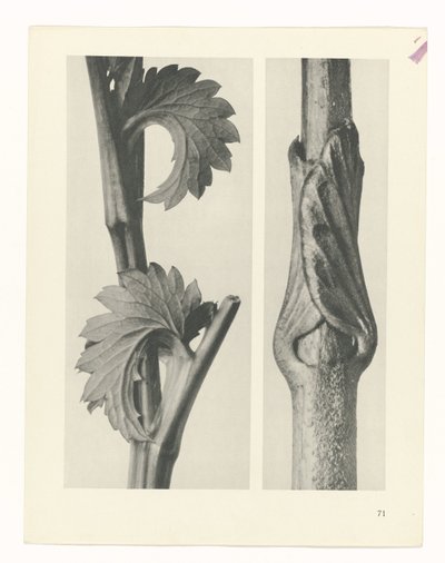 Pflanzenstudie (Urformen der Kunst) von Karl Blossfeldt