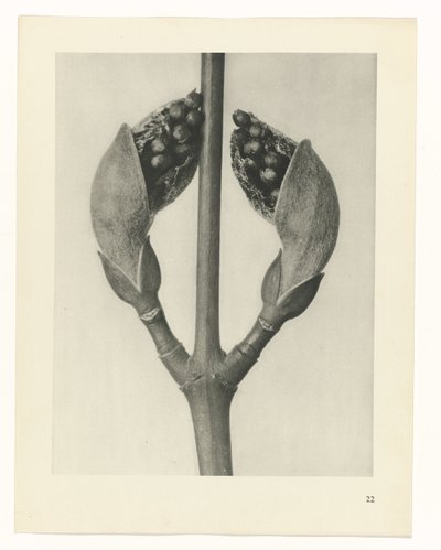 Pflanzenstudie Urformen der Kunst (Serientitel) von Karl Blossfeldt