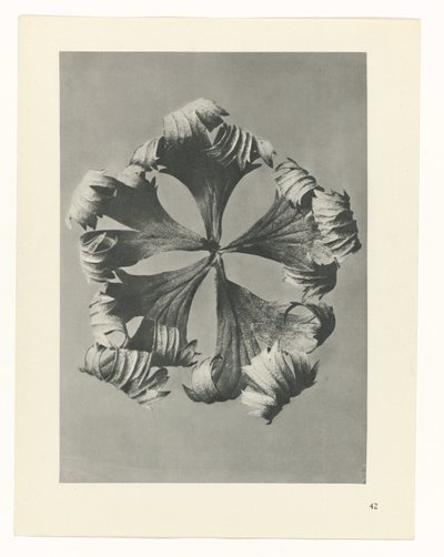 Pflanzenstudie Urformen der Kunst (Serientitel) von Karl Blossfeldt