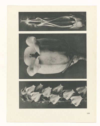 Pflanzenstudie Urformen der Kunst (Serientitel) von Karl Blossfeldt