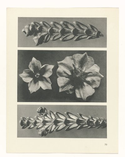 Pflanzenstudie Urformen der Kunst (Serientitel) von Karl Blossfeldt