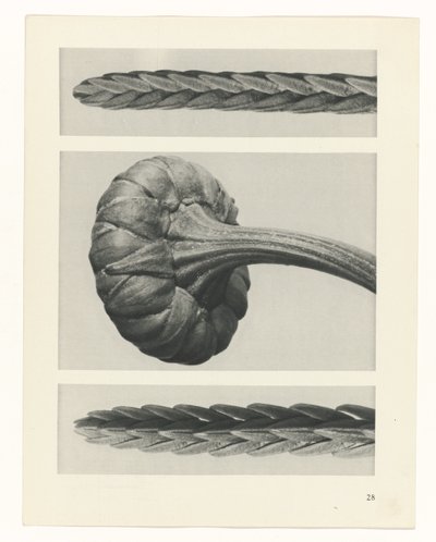 Pflanzenstudie Urformen der Kunst (Serientitel) von Karl Blossfeldt