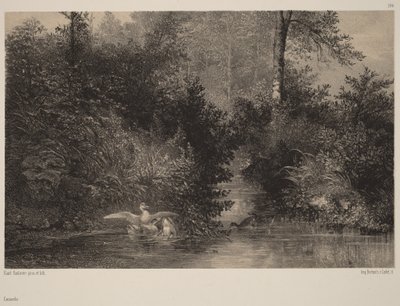 Enten von Karl Bodmer