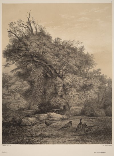 Fasane von Karl Bodmer