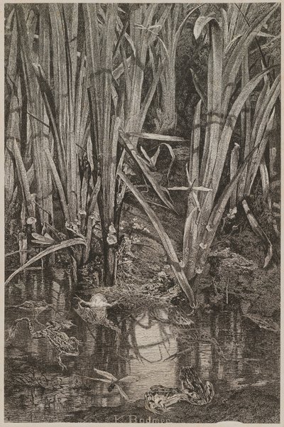 Frösche im Sumpf von Karl Bodmer