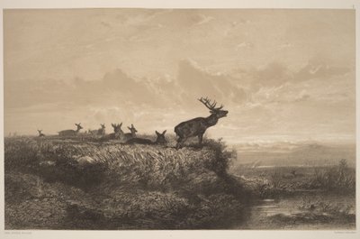 Der Morgen. Hirsch und Hirschkühe von Karl Bodmer