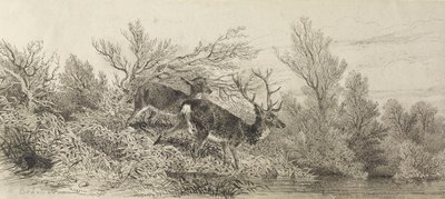 Hirsch im Wald von Karl Bodmer