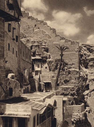 Mar Saba, Palme des Heiligen Sabas (s/w Foto) von Karl Grober